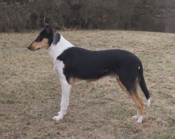 J. CH SK, HU, CH SK, HU, Mighty´s Spring Meadow Urie Ulises